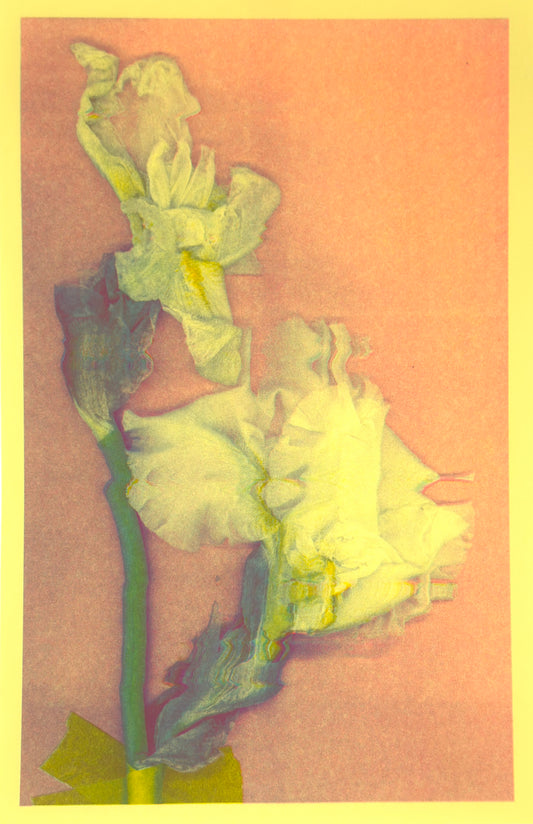 White Iris 4