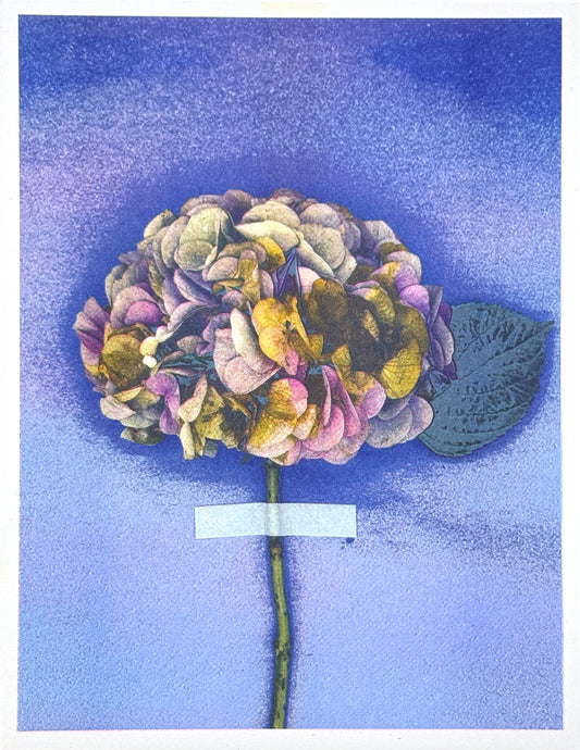Hydrangea (Y+Px1) 5