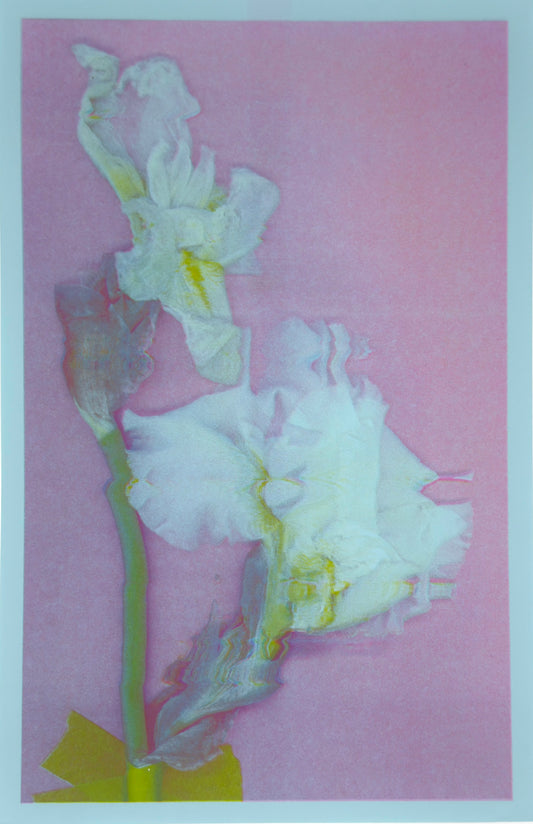 White Iris 5
