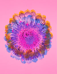 Artichoke 6