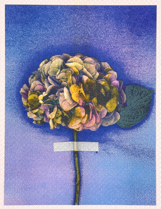Hydrangea (Y+Px1) 6