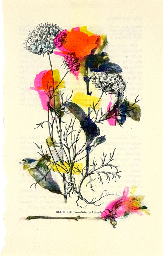 Pomegranate (Overprint Misregistered) 6