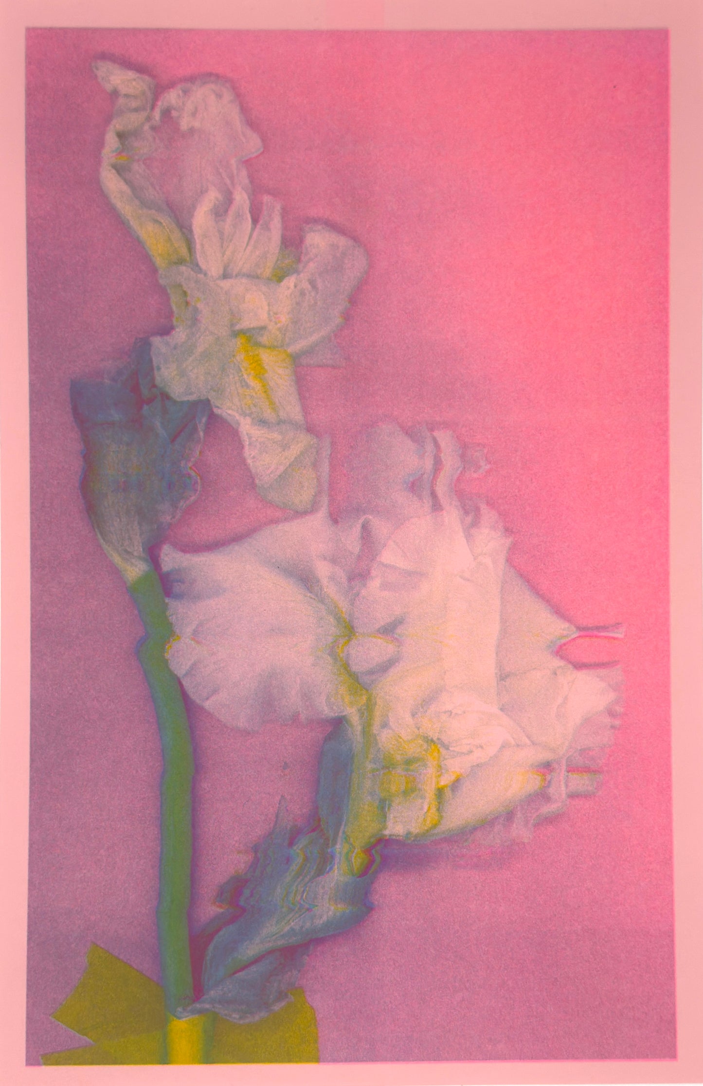 White Iris 6