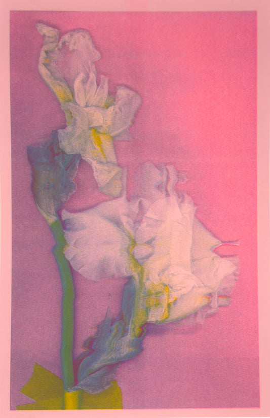 White Iris 6