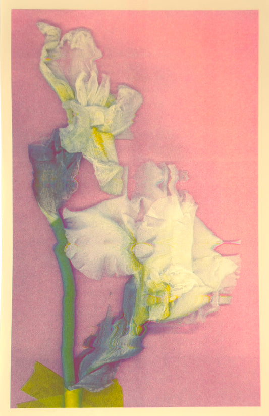 White Iris 7