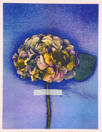 Hydrangea (Y+Px1) 7