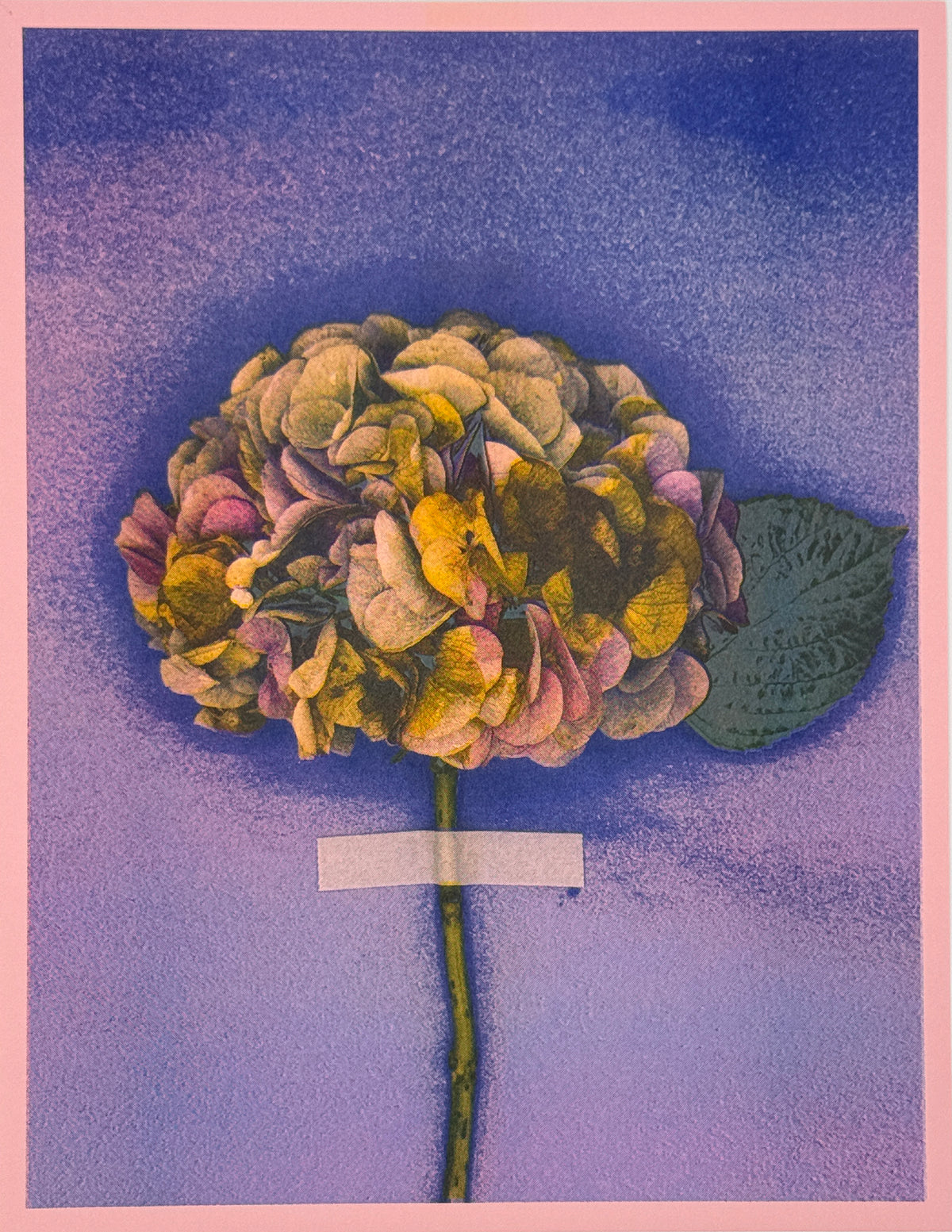 Hydrangea (Y+Px1) 7