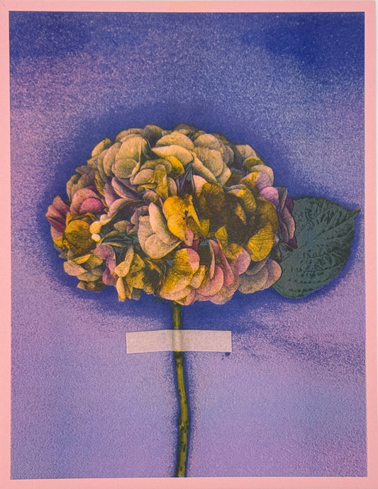 Hydrangea (Y+Px1) 7