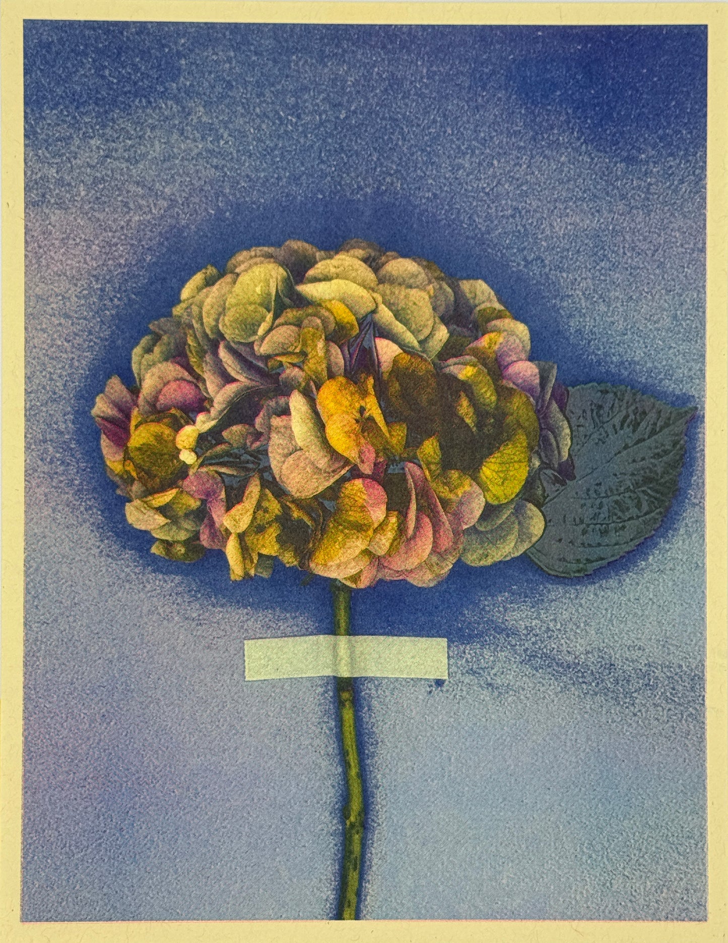 Hydrangea (Y+Px1) 8