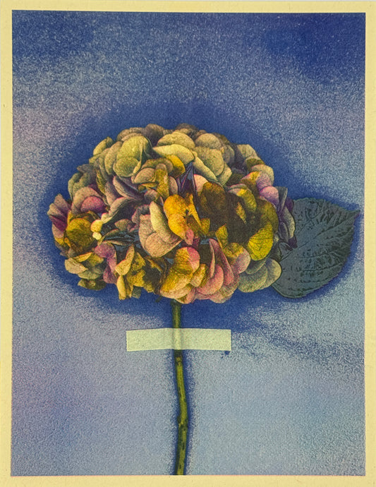 Hydrangea (Y+Px1) 8